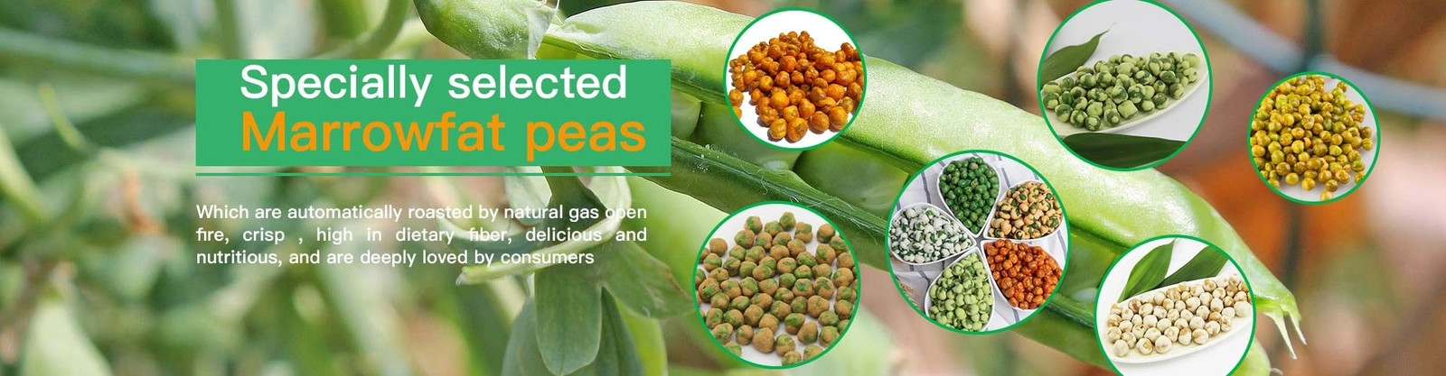 Fava Bean Snack