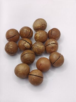 Premium Macadamia Nuts with Pre-Opened Cracks for Easy Peeling - Creamy and Buttery Roasted Nuts