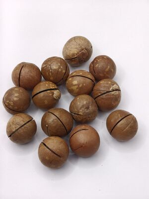 Premium Macadamia Nuts with Pre-Opened Cracks for Easy Peeling - Creamy and Buttery Roasted Nuts