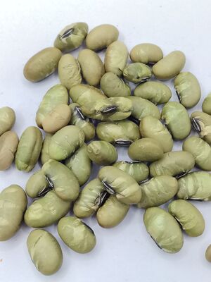 Salted Edamame Snacks with Natural Color, Crispy Texture, and Pure Bean Flavor