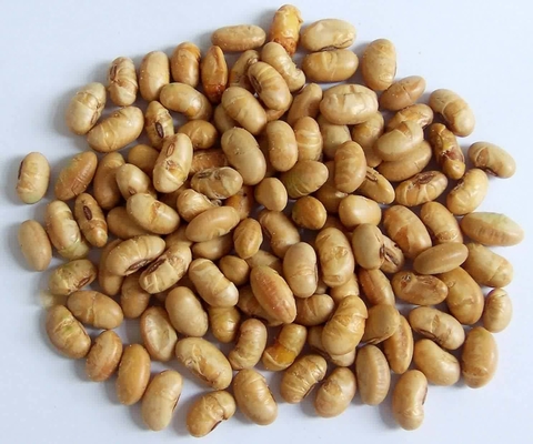 Kosher Halal Certified Coated Roasted Spicy Yellow Edamame Soya Bean Snacks ISO Approved
